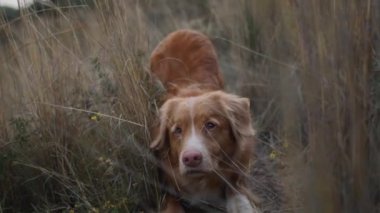 Bir Nova Scotia Duck Tolling köpeği, uzun otların arasından süzülen sarı çiçekleri eşleştirir.. 