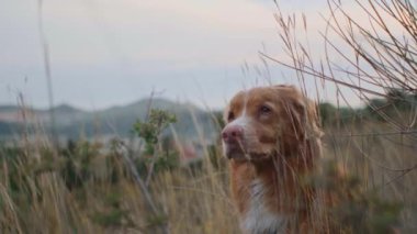 Bir tarlada bir Nova Scotia Duck Tolling Retriever 'ın yakın çekimi, dik dik bakan, uzun yabani otlar çerçeveli.