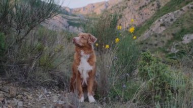 Nova Scotia Duck Tolling Retriever, kır çiçekleriyle çevrili gür, dağlık bir alanda duruyor. Bu video klipte köpeğin keskin farkındalığı ve doğal manzaranın güzelliği vurgulanıyor.