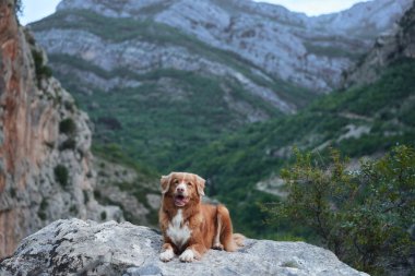 Bir Nova Scotia Duck Tolling köpeği, arka planında yüksek uçurumlar olan engin bir vadiye tepeden bakan bir taşın üzerinde uzanır.. 