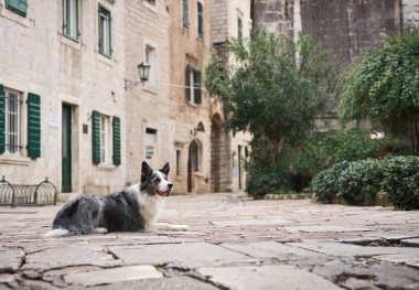 Bir Sınır Collie 'si Avrupa' nın eski bir kasabasındaki bir kaldırım taşı caddesinde dinleniyor. Özenli gözler ve sakin tavırlarla bu köpek, bu tuhaf, tarihi manzaraya huzur katıyor.