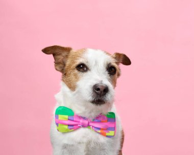 A dapper Jack Russell Terrier in a vivid bow tie, against a soft pink studio background. Its expression is attentive and poised, highlighting its affable personality clipart