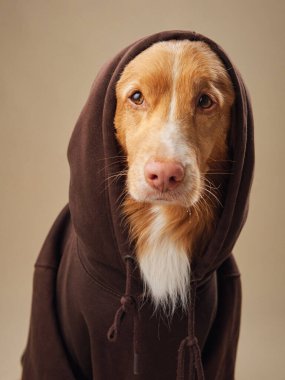 Bir Nova Scotia Duck Tolling Retriever köpeği kapüşonlu, sevimli ile birleşen