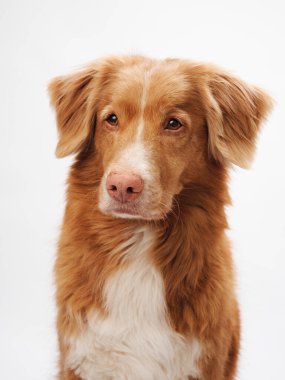 Nova Scotia Duck Tolling, duygusal bakışlı Retriever köpeği, stüdyo ışığı altında sıcak renkli bir ceket göze çarpar.