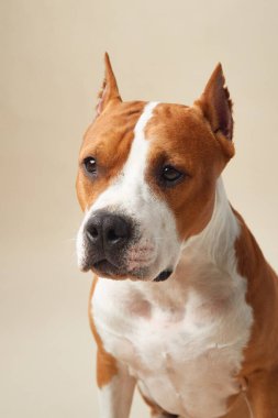 Stüdyoda bir Amerikan Staffordshire Terrier 'inin yakın çekimi, tetikte ve düşünceli ifadesini sergiliyor. Tarafsız arka plan, köpeğin ayırt edici yüz hatlarını ve kaslı boynu vurgular.