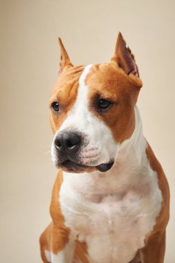 Stüdyoda bir Amerikan Staffordshire Terrier 'inin yakın çekimi, tetikte ve düşünceli ifadesini sergiliyor. Tarafsız arka plan, köpeğin ayırt edici yüz hatlarını ve kaslı boynu vurgular.