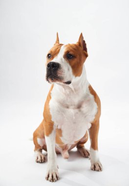 Odaklanmış bir Amerikan Staffordshire Teriyerinin Stüdyo portresi. Köpek keskin bakışları ve kas yapısı temiz beyaz arka plana karşı vurgulanır.