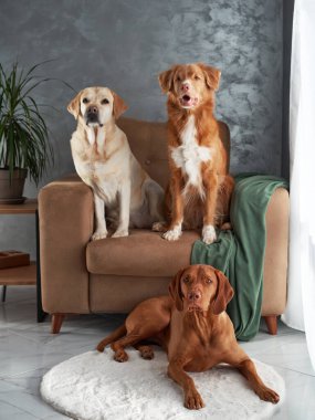 Dört köpekten oluşan dostane bir toplantı, evde uyumlu bir karışım. Bir Labrador, Vizsla, Nova Scotia Duck Tolling Retriever ve Jack Russell Terrier şık bir yaşam alanında bir araya geldiler.