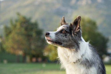 Özenli bir Border Collie köpeği manzaralı bir parkta durur, arka planda dağlar. Keskin bakışlar ve dengeli duruş doğal güzellikler arasında bir uyanıklık olduğunu gösteriyor.