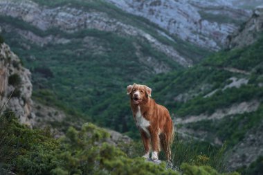 Bir Nova Scotia Duck Tolling köpeği, derin bir dağ vadisinin yemyeşil yeşiliyle çevrili kayalık bir tepede görkemli bir şekilde duruyor.