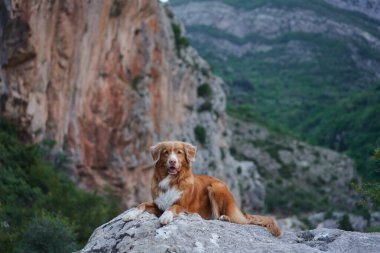 Bir Nova Scotia Duck Tolling köpeği, arka planında yüksek uçurumlar olan engin bir vadiye tepeden bakan bir taşın üzerinde uzanır.. 