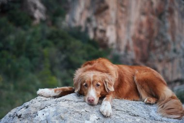 Bir Nova Scotia Duck Tolling köpeği, arka planında yüksek uçurumlar olan engin bir vadiye tepeden bakan bir taşın üzerinde uzanır.. 