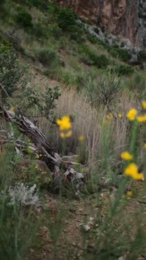 Bir Jack Russell Terrier canlı sarı çiçeklerle çerçevelenmiş yemyeşil, vahşi bir ortamda tetikte duruyor. Bu video çerçevesi, köpeğin doğal ortamdaki meraklı ve maceraperest ruhunu yakalar.