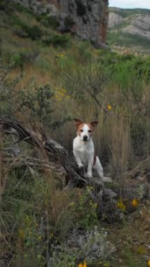 Bir Jack Russell Terrier canlı sarı çiçeklerle çerçevelenmiş yemyeşil, vahşi bir ortamda tetikte duruyor. Bu video çerçevesi, köpeğin doğal ortamdaki meraklı ve maceraperest ruhunu yakalar.