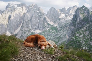 Nova Scotia Duck Tolling Retriever dağ yürüyüşünde. Maceraperest köpek kayalık bir zirvenin tepesinde. Arkasında görkemli tepeler olan mesafeye bakıyor.