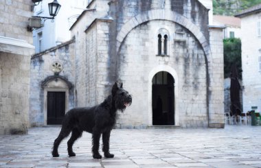 Siyah bir Schnauzer köpeği, eski bir kaldırım taşı caddesinde, klasik Avrupa mimarisi tarafından çevrelenmiş zamansız bir merdivenden aşağıya bakıyor..