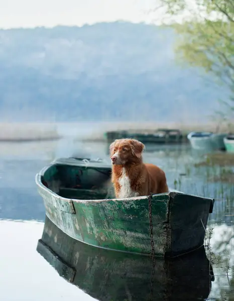 stock image A stoic Nova Scotia Duck Tolling Retriever dog on boat at a misty lake