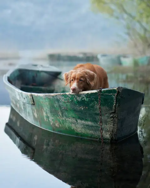 stock image A stoic Nova Scotia Duck Tolling Retriever dog on boat at a misty lake