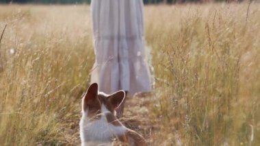 Galli bir Corgi köpeği ve altın bir tarlada yürüyen bir kadın arasında güven bağı var. Görüntü güneşli bir çayırın sıcaklığıyla ışıldıyor.