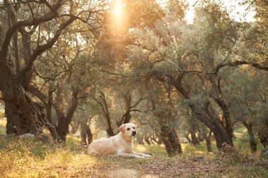 Huzurlu bir Labrador Retriever köpeği güneş lekeli bir zeytinlikte dinleniyor. Doğada evcil hayvan