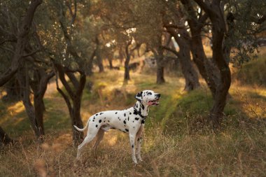 Dalmaçyalı bir köpek, eğri büğrü zeytin ağaçlarının arasında duruyor. Benekleri, koruluğun sıcacık, benekli ışığının tam zıttı.