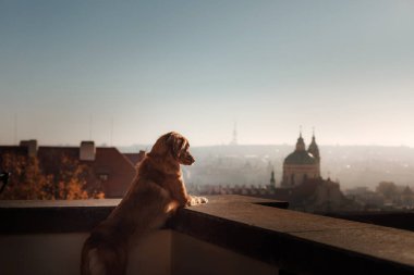 Nova Scotia Duck Tolling Retriever köpeği güneşli bir şehrin siluetine yapışmış.