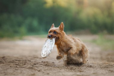 Avustralyalı bir teriyer köpeği kumlu bir yolda azim ve atletizm sergileyen bir oyuncağı dikkatle kovalıyor. Bu görüntü teriyerlerin yoğun odaklanma ve hareketli heyecanı yakalar.