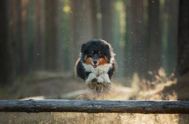 An Australian Shepherd dog hurdles over a log, captured in mid-flight with a pine forest behind it.  clipart