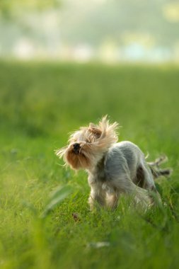 Bir Yorkshire Terrier köpeği yemyeşil bir arazinin ortasında duruyor, paltosu rüzgarla savruluyor. Batan güneşin yumuşak altın ışığı ılık bir parıltı saçar..
