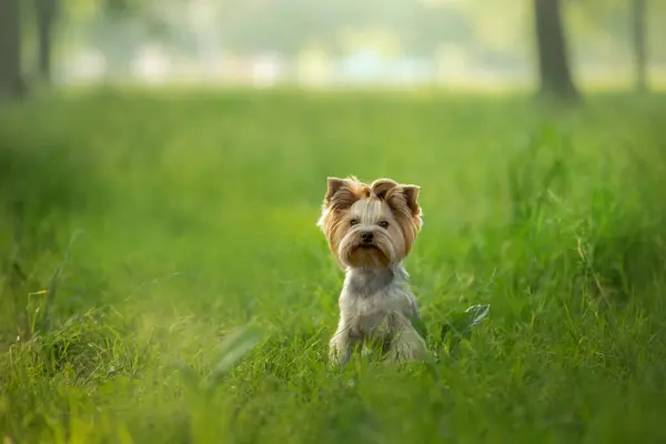 stock image A Yorkshire Terrier dog stands attentively in a vibrant green field, its coat neatly groomed and ears perked