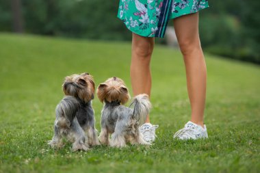 İki Yorkshire Teriyeri arka planda insan bacakları olan çimenlerin üzerinde dikkatle otururlar. İkili, sıradan bir açık hava ortamında dostluk ve itaat yayar.