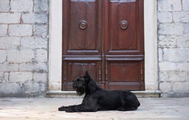 Siyah bir Schnauzer köpeği büyük ahşap bir kapının önünde yatar. Bu köpek sükuneti metanetli taş çevreye hayat katar.