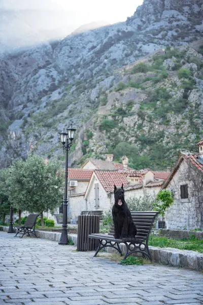 stock image A black Schnauzer dog sits patiently on a street in a historic shopping district, exuding the timeless elegance of the city