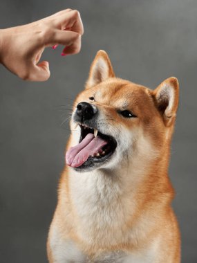 Shiba Inu sırıtıyor, stüdyo ortamında. Neşeli bir köpek sırıtışı, stüdyonun arka planında ince bir baş eğme ile büyüleyici bir şekilde yakalanır.