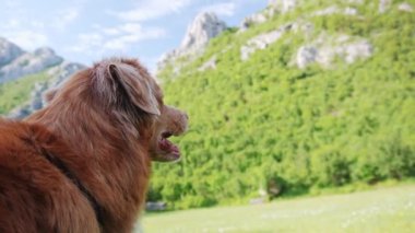 Kahverengi bir gişe köpeği manzaralı bir dağ manzarasına bakar. Evcil hayvan profili onun rahat ve maceracı ruhunu yakalar.
