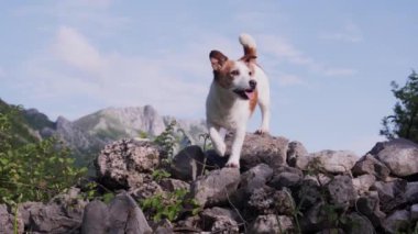 Jack Russell Terrier arka planda dağlarla kayalara tırmanıyor. Köpek maceraperest ve keşfetmeye hevesli görünüyor.