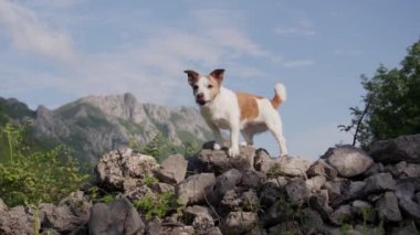 Jack Russell Terrier arka planda dağlarla kayalara tırmanıyor. Köpek maceraperest ve keşfetmeye hevesli görünüyor.