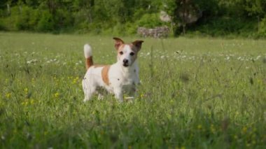  Küçük bir Jack Russell Terrier kır çiçeği tarlasında tetikte bekliyor. Köpeğin dikkatli duruşu bir maceraya hazır olduğunu gösteriyor.