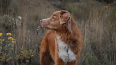 Bir tarlada bir Nova Scotia Duck Tolling Retriever 'ın yakın çekimi, dik dik bakan, uzun yabani otlar çerçeveli.