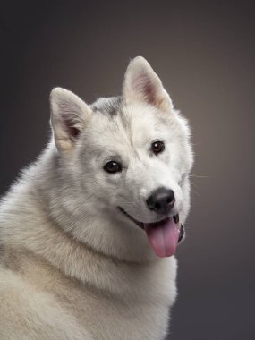 Sibirya 'nın dingin, beyaz, Husky köpeği ileri bakar, yüzü ince bir sırıtışla işaretlenmiştir.