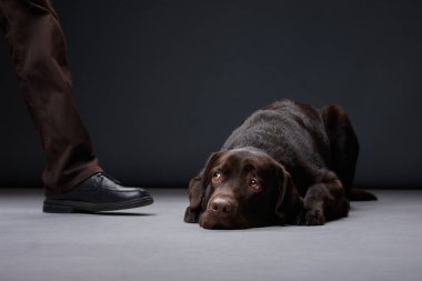 Bastırılmış çikolatalı Labrador ayaklarının altında yatıyor. Stüdyolar sadakat saçıyor. Köpekler rahat duruş ve duygulu gözler güven ve dostluk bağı kurar.