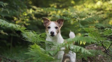 Bir Jack Russell Terrier, güneşli bir ormanda yemyeşil eğreltiotlarının arasında tetikte bekliyor. Köpeklerin duruşu ve benekli güneş ışığı doğal güzellik ve merak sahnesi yaratır.