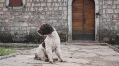  Bir İspanyol Su Köpeği ahşap kapılı, taştan bir binanın önündeki taştan bir patikada oturuyor.