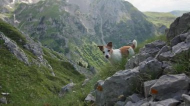 Bir Jack Russell Terrier köpeği aşağıdaki yeşil vadilerle kayalık, dağlık bir arazide gezinir..