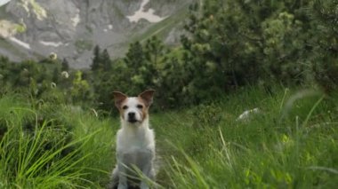  Bir Jack Russell Terrier otlak, dağlık bir alanda arka ayakları üzerinde dikiliyor.