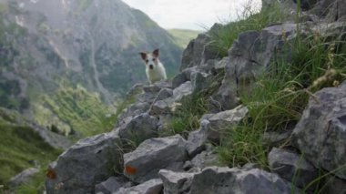 Jack Russell Terrier köpeği kayalık bir dağ yamacında duruyor. Arka planda engebeli tepelerin ve yeşil vadilerin nefes kesici manzarası var.