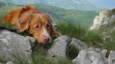  Bir Nova Scotia Duck Tolling Retriever köpeği arka planda yemyeşil bir vadisi olan kayalık bir yamaçta dinleniyor.