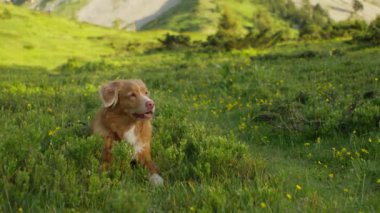Bir Nova Scotia Duck Tolling köpeği yemyeşil bir çayırda dinleniyor. Arkasında sarı kır çiçekleri ve dağlar var..