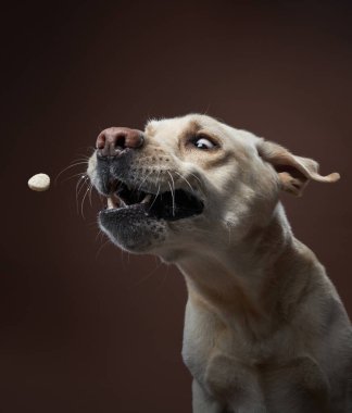 Labrador Retriever köpeği havayı heyecanla izlerken havayı doldurur. Havada bir tedavi, bir stüdyo çekiminde köpek reflekslerinin göstergesidir.