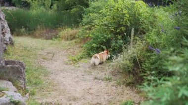  Kadın ve köpek Galli Corgi Pembroke doğal bir arkaplanın keyfini çıkarıyor. Manzaralı bir korulukta bir anı paylaşıyorlar, evcil hayvan arkadaşlığının sevincini gösteriyorlar.